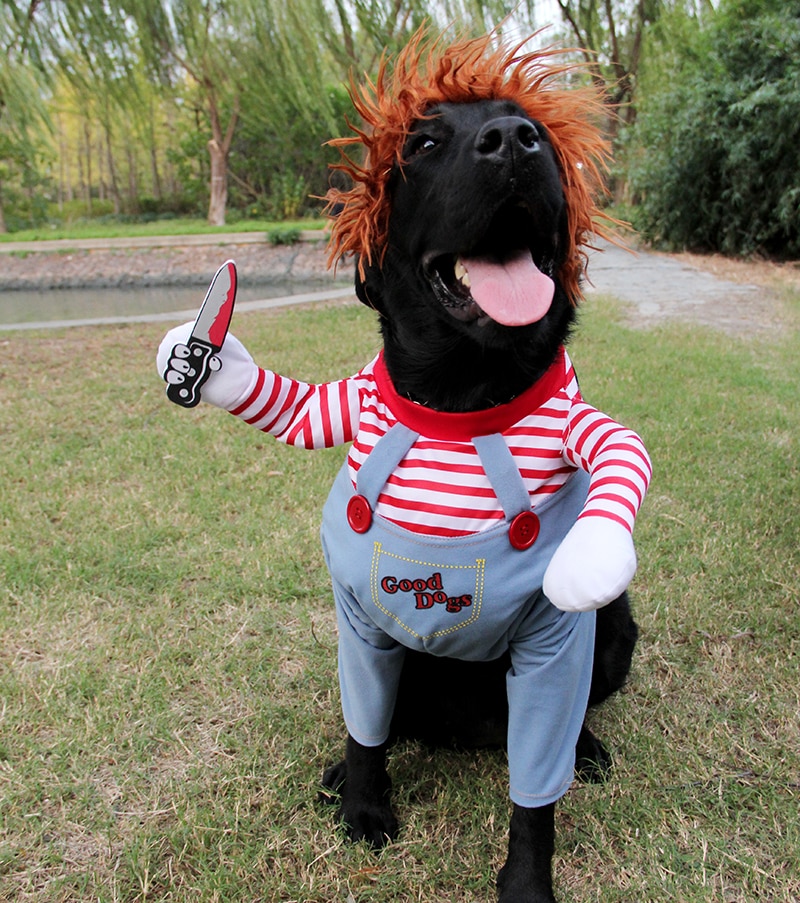 Pet Dog Costumers in UK