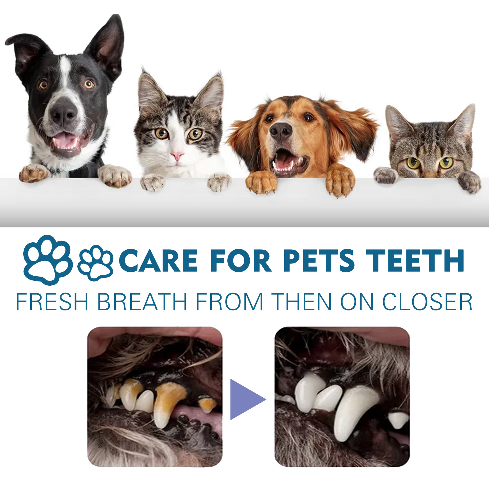 Pet Oral Cleaning Spray™ - BUY FOR DOG