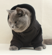 Customized pet clothes with hat text pattern cat dog clothes