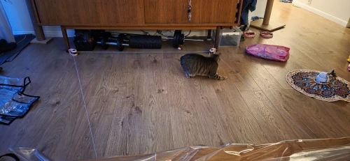 Cat Weight Loss Remote Control Sound Toy 21 no remark