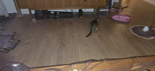 Cat Weight Loss Remote Control Sound Toy 20 no remark