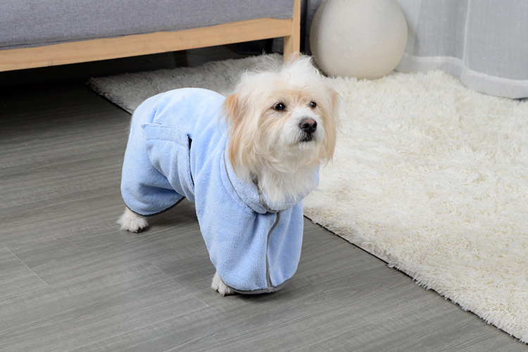 Little puppy wearing a stylish blue fast-drying pet towel.